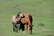 mongolsko 2018-08-17 0914 1969u