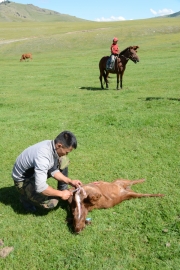 mongolsko 2018-08-19 0822 2220 (1)